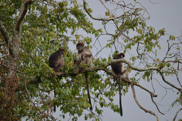 Cascading effects of climate change on primate habitats, behavior, and survival
