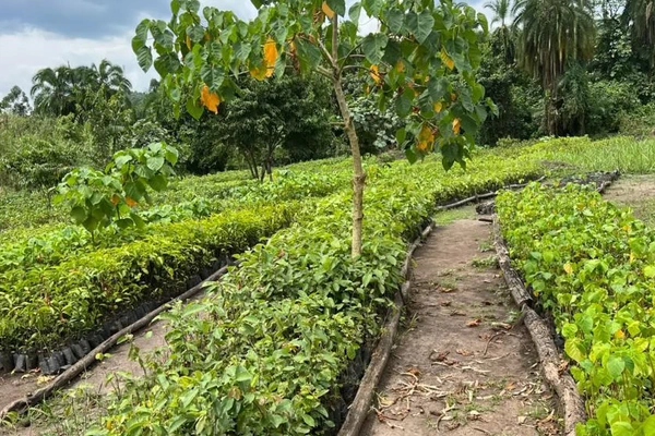 Forest Ecology and Restoration