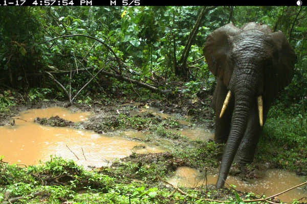 Human-Wildlife Interactions