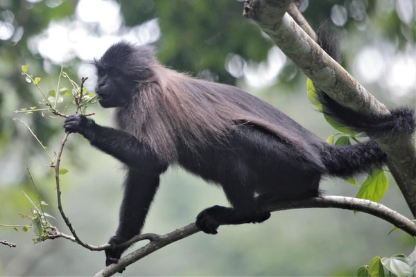 Primate Ecology and Behavior