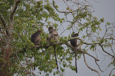 Cascading effects of climate change on primate habitats, behavior, and survival featured image