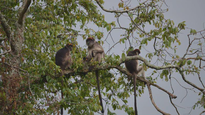 Cascading effects of climate change on primate habitats, behavior, and survival featured image