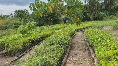 Forest Ecology and Restoration featured image