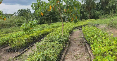Forest Ecology and Restoration featured image