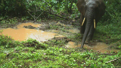 Human-Wildlife Interactions featured image