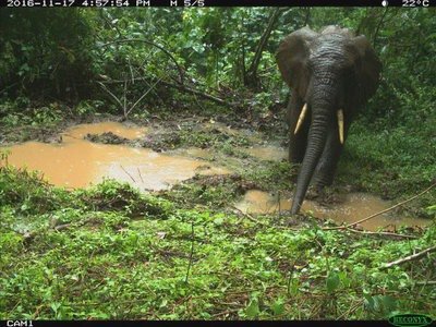 Primate and Mammal Population Dynamics. featured image