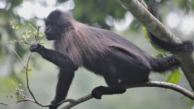 Primate Ecology and Behavior featured image